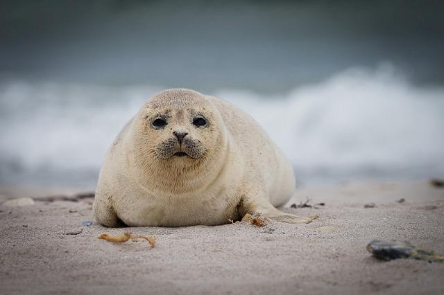 37 Dune, zeehonden.jpg